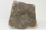 Wide Stellascolites Trace Fossil (Arthropod Resting Area) #197480-1